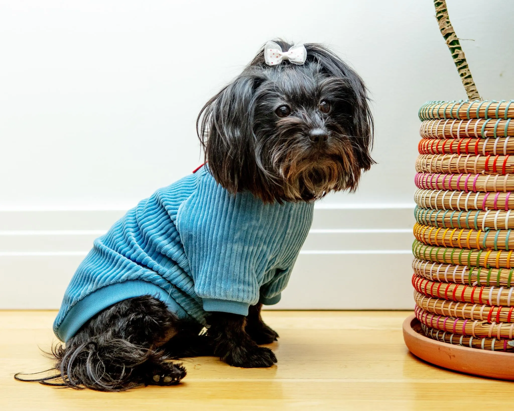 Amber Dog Tee in Sky Blue (FINAL SALE)